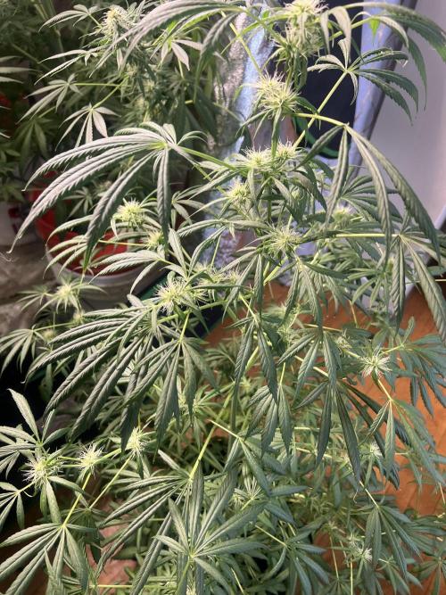 Green Bodhi Golden Pineapple 2nd Grow. Week 12