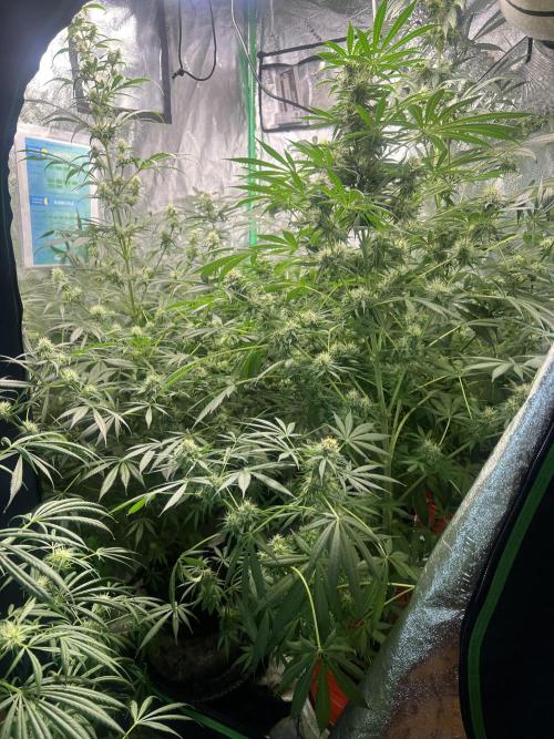 Green Bodhi Golden Pineapple 2nd Grow. Week 12