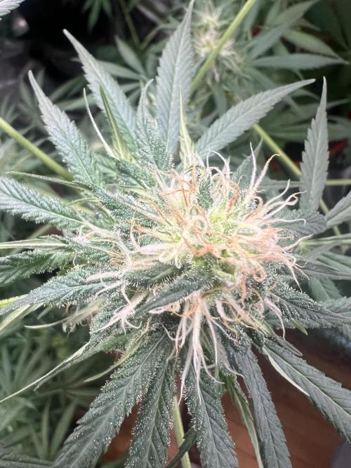 Green Bodhi Golden Pineapple 2nd Grow. Week 12
