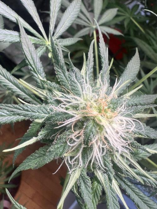 Green Bodhi Golden Pineapple 2nd Grow. Week 12
