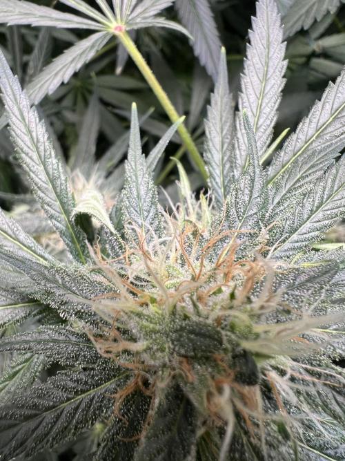 Green Bodhi Golden Pineapple 2nd Grow. Week 12