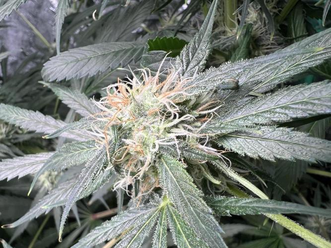 Green Bodhi Golden Pineapple 2nd Grow. Week 12