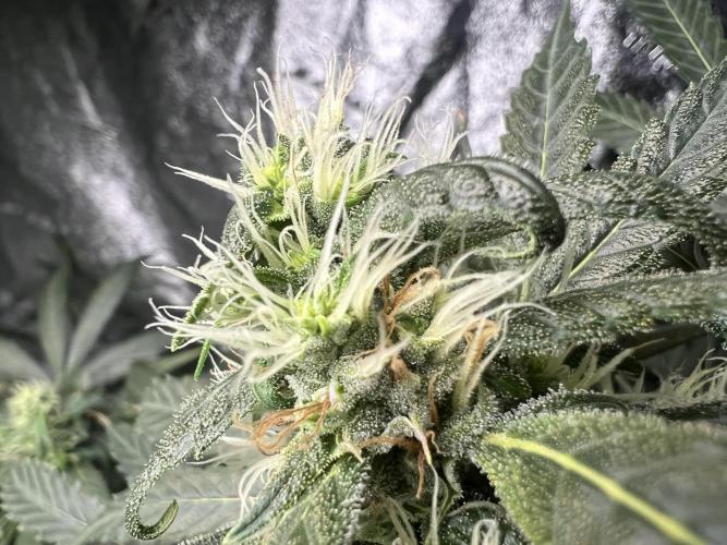 Green Bodhi Golden Pineapple 2nd Grow. Week 12