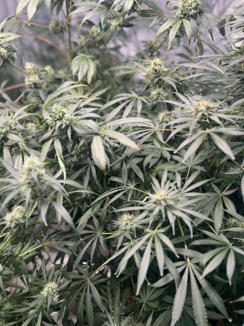 Green Bodhi Golden Pineapple 2nd Grow. Week 14