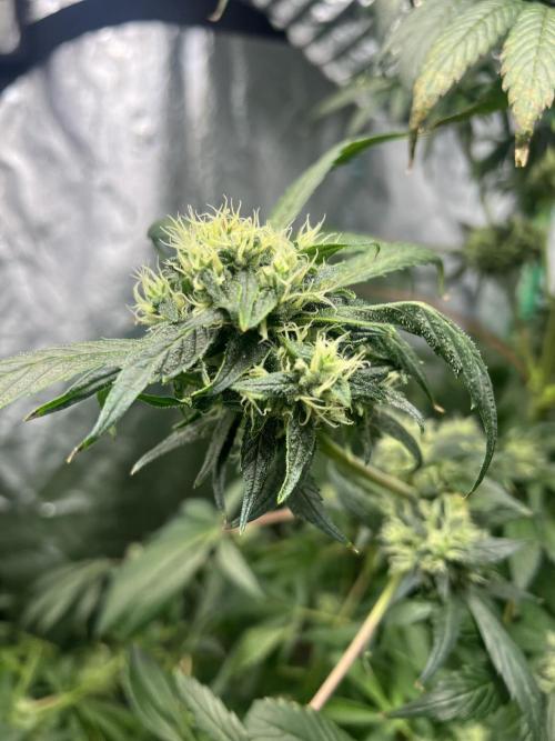 Green Bodhi Golden Pineapple 2nd Grow. Week 14
