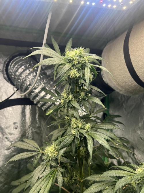 Green Bodhi Golden Pineapple 2nd Grow. Week 14
