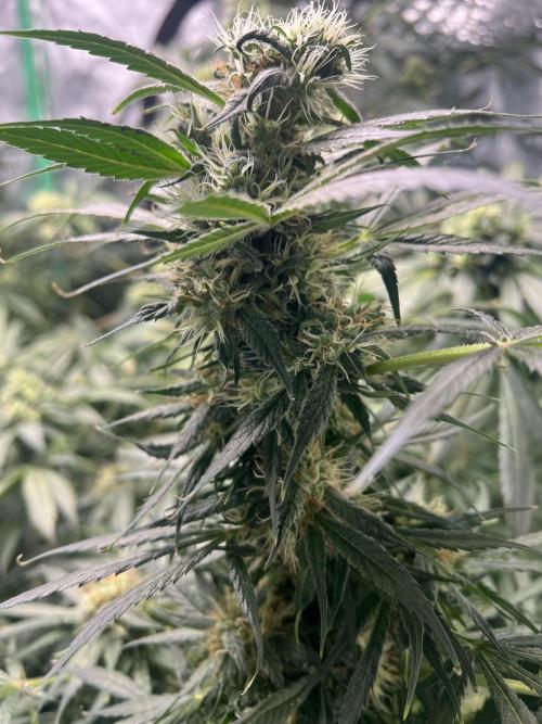 Green Bodhi Golden Pineapple 2nd Grow. Week 14