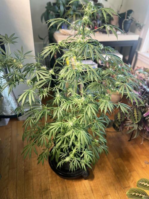 Green Bodhi Golden Pineapple 2nd Grow. Week 14
