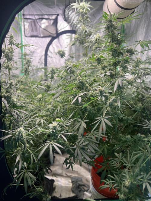 Green Bodhi Golden Pineapple 2nd Grow. Week 14