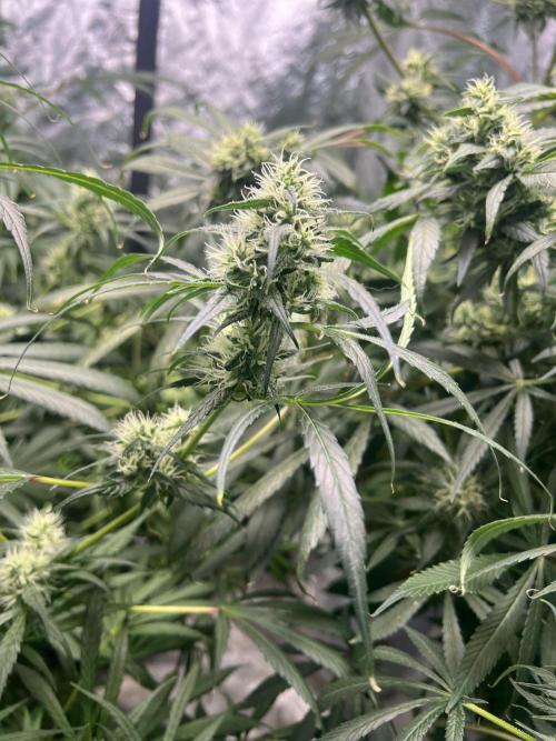 Green Bodhi Golden Pineapple 2nd Grow. Week 14