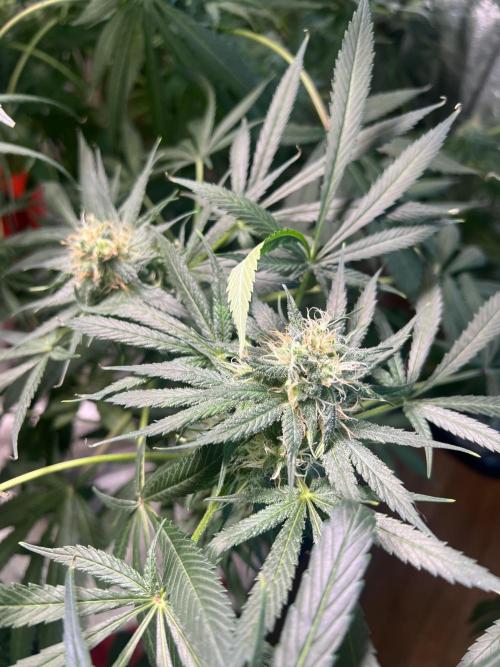 Green Bodhi Golden Pineapple 2nd Grow. Week 14