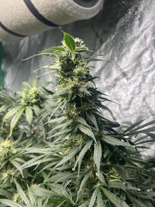 Green Bodhi Golden Pineapple 2nd Grow. Week 14