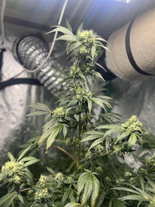 Green Bodhi Golden Pineapple 2nd Grow. Week 14