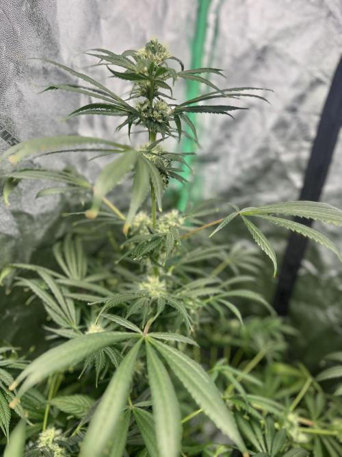 Green Bodhi Golden Pineapple 2nd Grow. Week 14