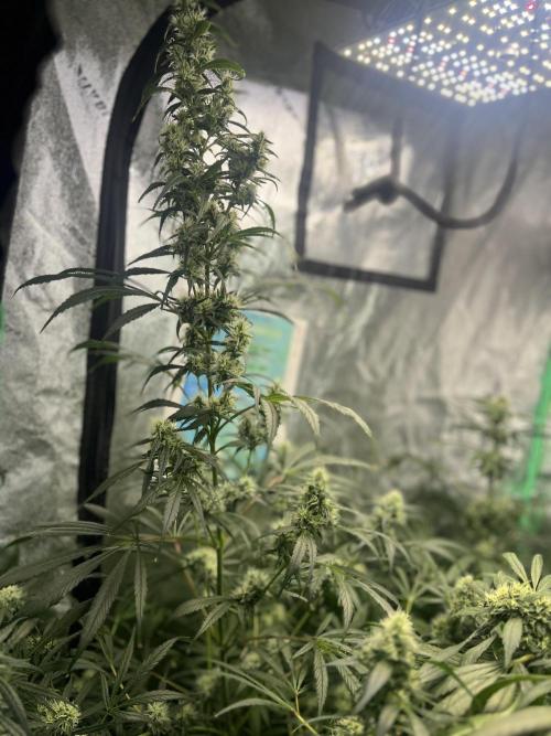 Green Bodhi Golden Pineapple 2nd Grow. Week 14