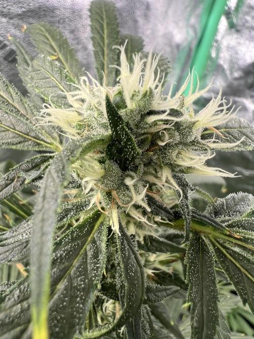 Green Bodhi Golden Pineapple 2nd Grow. Week 14