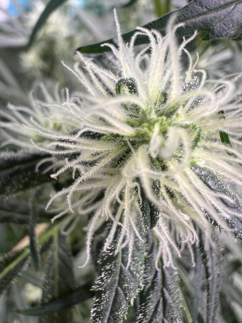 Green Bodhi Golden Pineapple 2nd Grow. Week 14