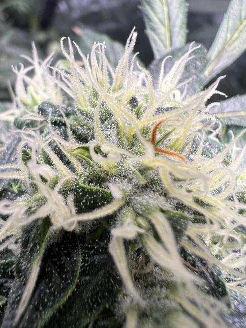Green Bodhi Golden Pineapple 2nd Grow. Week 14