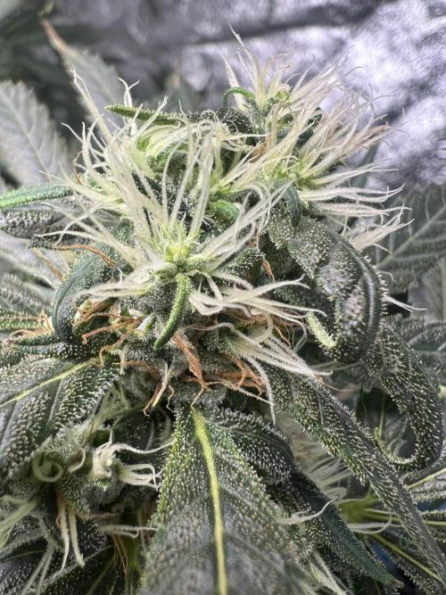 Green Bodhi Golden Pineapple 2nd Grow. Week 14