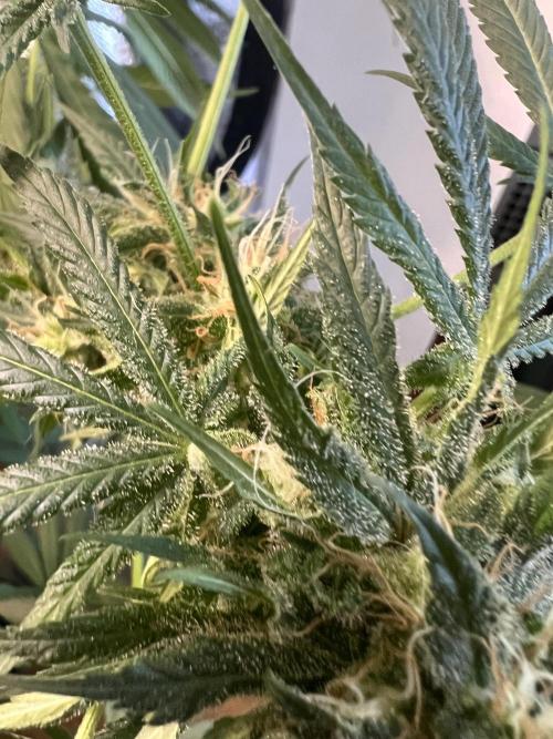 Green Bodhi Golden Pineapple 2nd Grow. Week 14
