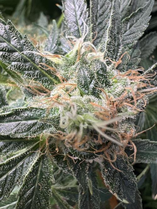 Green Bodhi Golden Pineapple 2nd Grow. Week 15