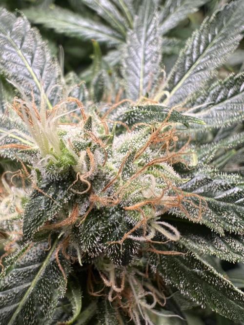 Green Bodhi Golden Pineapple 2nd Grow. Week 15