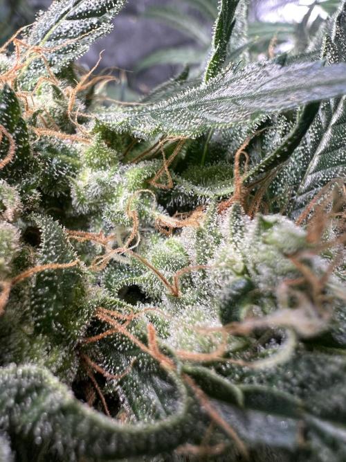 Green Bodhi Golden Pineapple 2nd Grow. Week 15