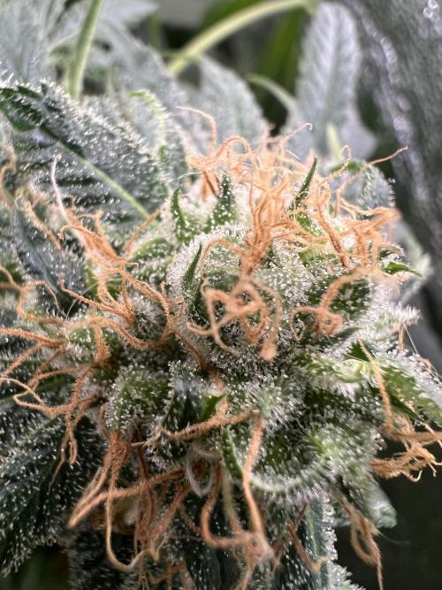 Green Bodhi Golden Pineapple 2nd Grow. Week 15