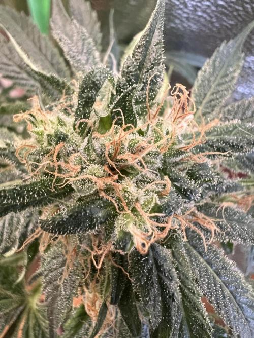 Green Bodhi Golden Pineapple 2nd Grow. Week 15