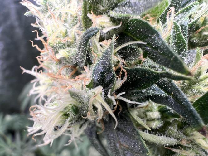 Green Bodhi Golden Pineapple 2nd Grow. Week 15
