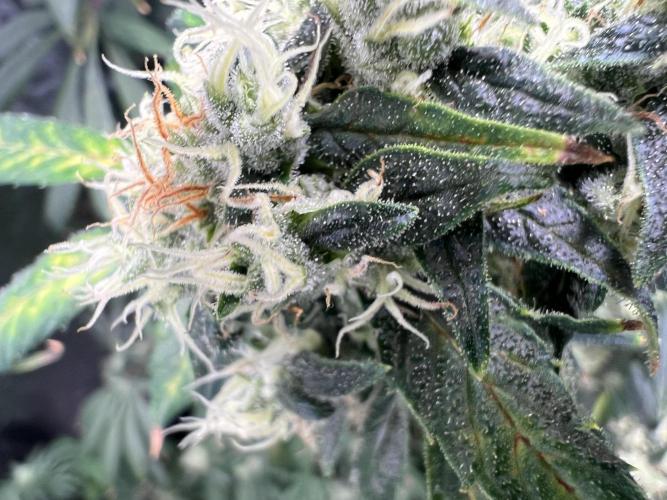Green Bodhi Golden Pineapple 2nd Grow. Week 15