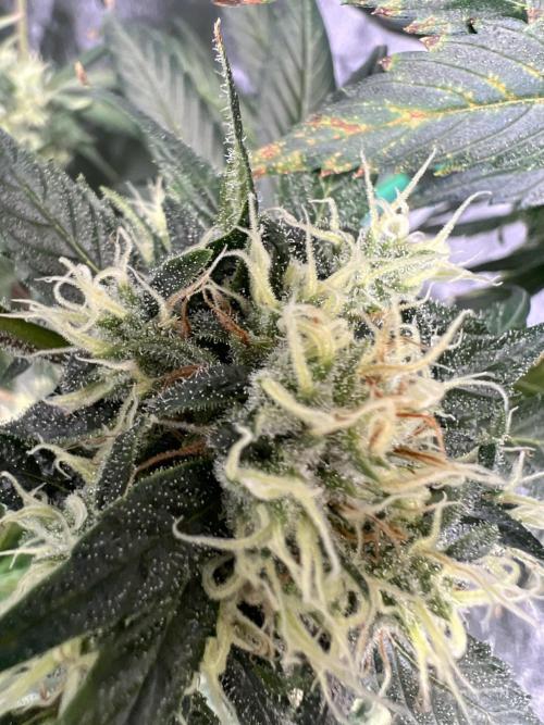 Green Bodhi Golden Pineapple 2nd Grow. Week 15