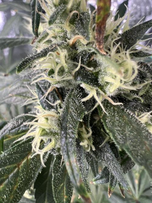 Green Bodhi Golden Pineapple 2nd Grow. Week 15