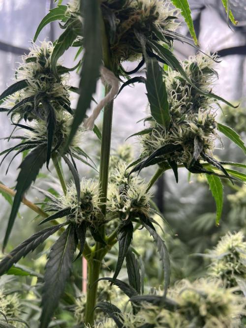 Green Bodhi Golden Pineapple 2nd Grow. Week 15