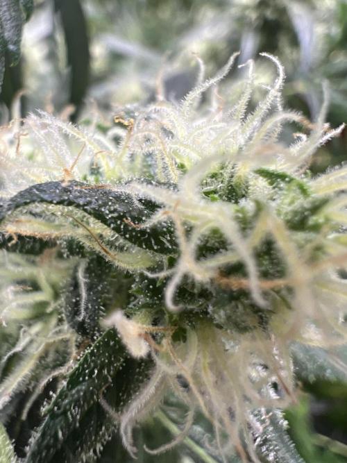 Green Bodhi Golden Pineapple 2nd Grow. Week 15