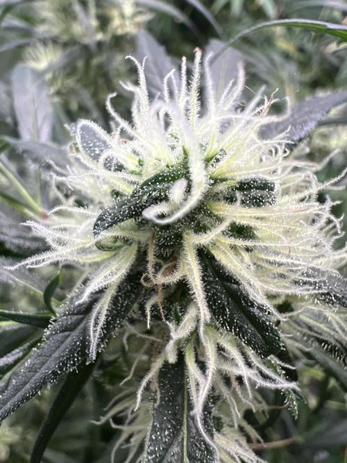 Green Bodhi Golden Pineapple 2nd Grow. Week 15