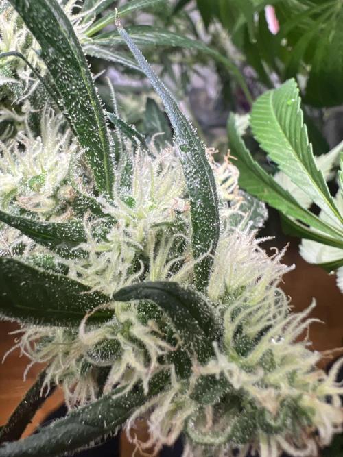 Green Bodhi Golden Pineapple 2nd Grow. Week 15