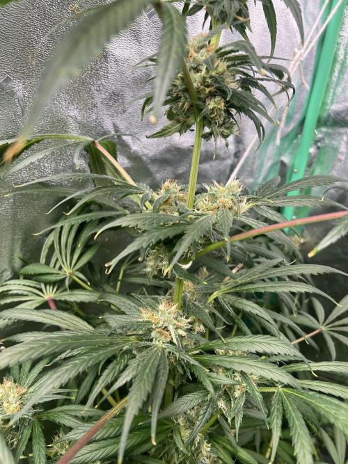 Green Bodhi Golden Pineapple 2nd Grow. Week 15