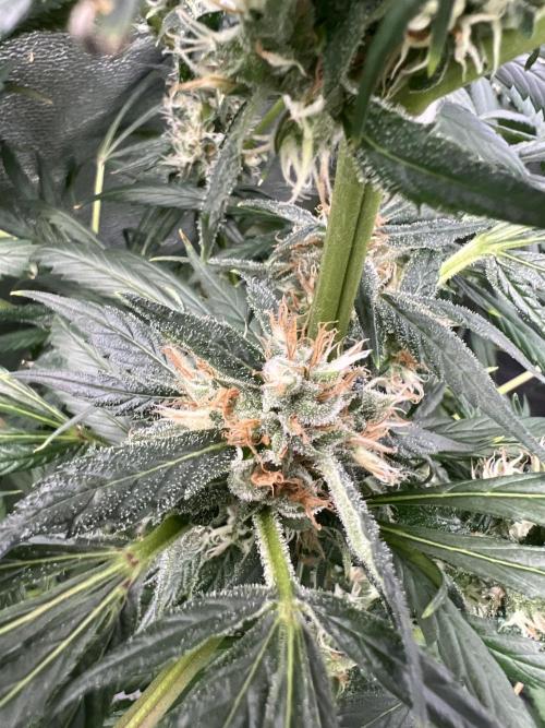 Green Bodhi Golden Pineapple 2nd Grow. Week 15