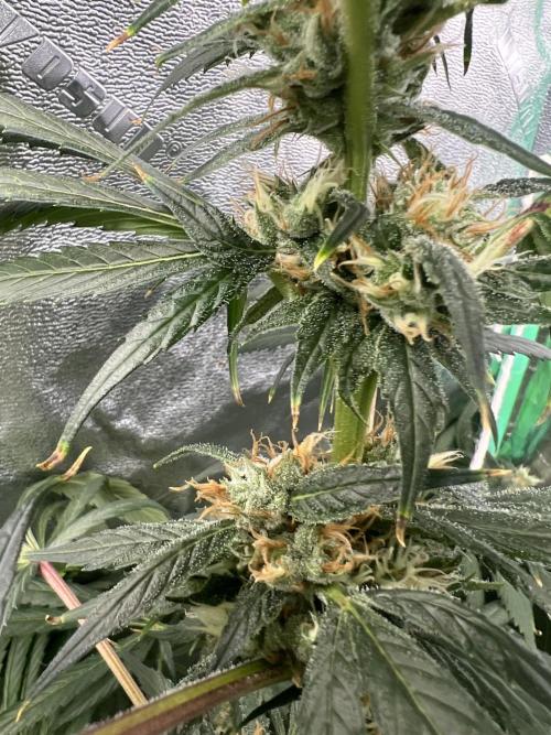 Green Bodhi Golden Pineapple 2nd Grow. Week 15