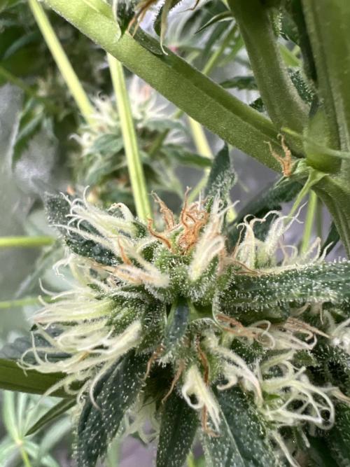 Green Bodhi Golden Pineapple 2nd Grow. Week 15