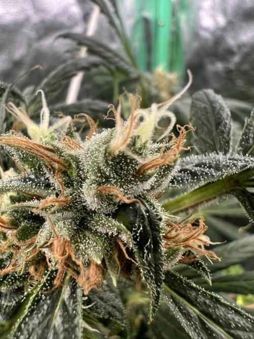 Green Bodhi Golden Pineapple 2nd Grow. Week 16