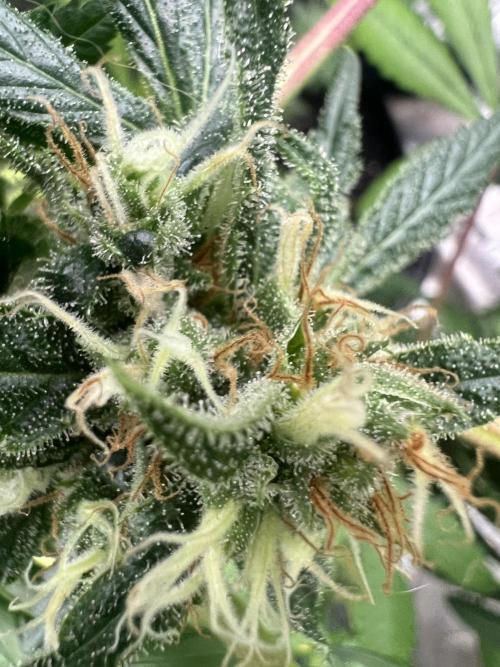 Green Bodhi Golden Pineapple 2nd Grow. Week 16