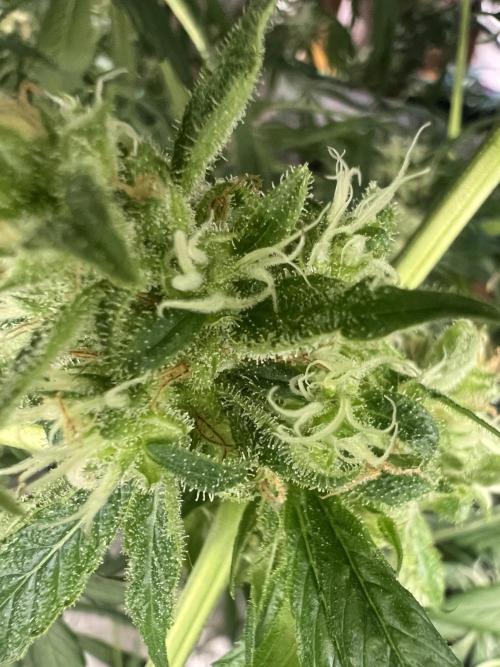 Green Bodhi Golden Pineapple 2nd Grow. Week 16