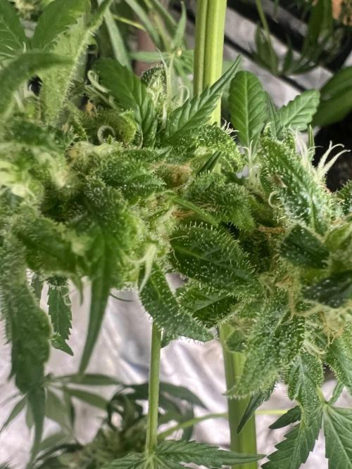 Green Bodhi Golden Pineapple 2nd Grow. Week 16