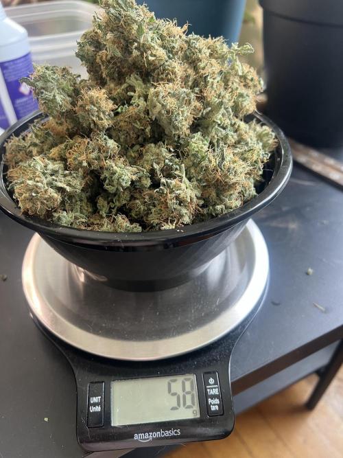 Green Bodhi Golden Pineapple 2nd Grow. Week 16
