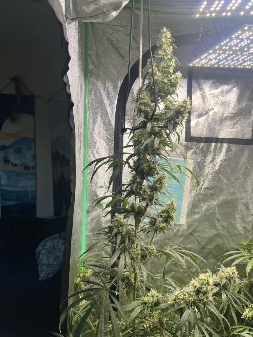 Green Bodhi Golden Pineapple 2nd Grow. Week 16