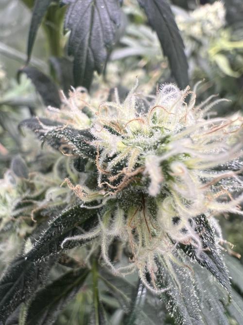 Green Bodhi Golden Pineapple 2nd Grow. Week 16
