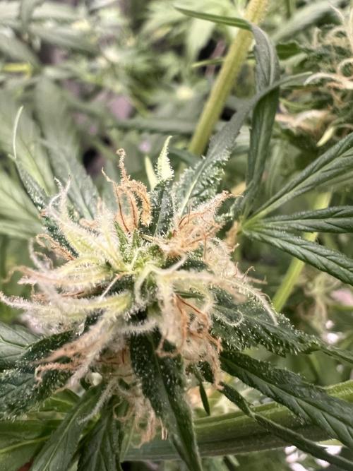 Green Bodhi Golden Pineapple 2nd Grow. Week 16