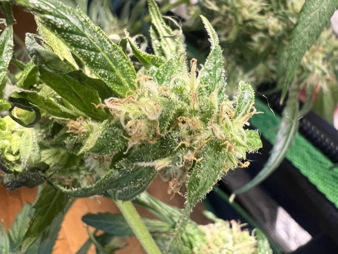Green Bodhi Golden Pineapple 2nd Grow. Week 16